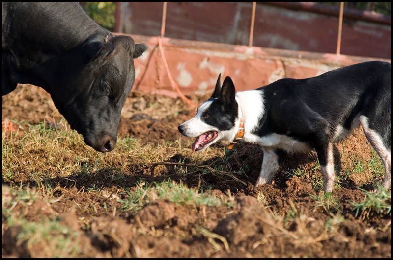 Rhodes Stockdogs